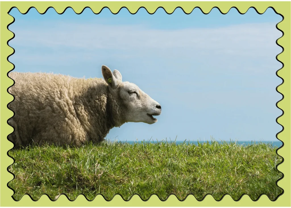 A sheep. fun facts about New Zealand