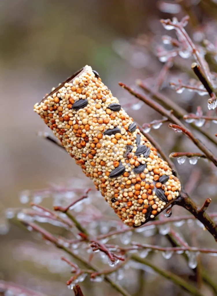 Toilet Paper Roll Bird Feeder