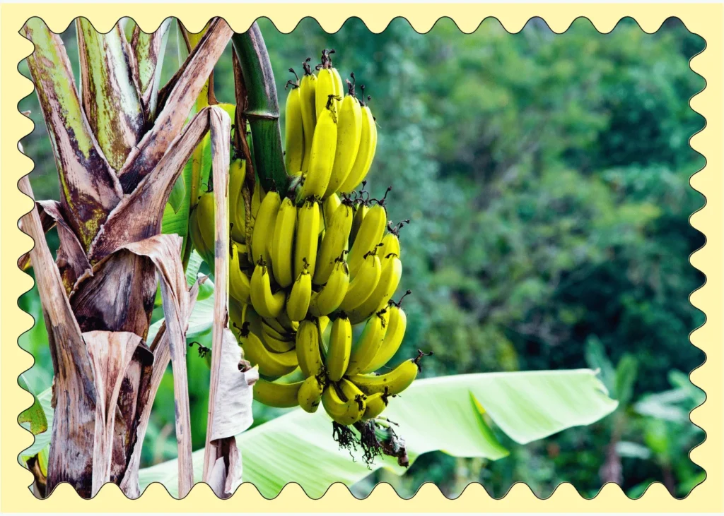 banana jokes for kids