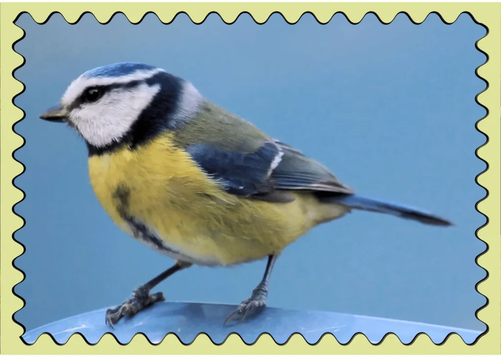 Blue Tit Bird. BIRD JOKES FOR KIDS