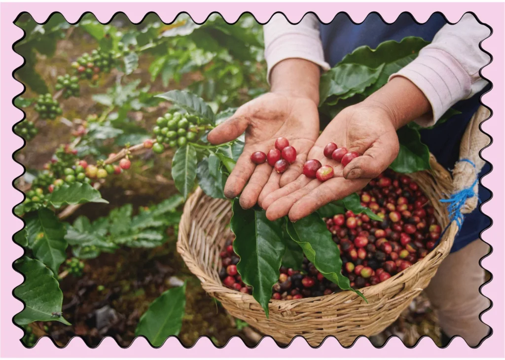 Coffee picker show red cherries. fun facts about coffee