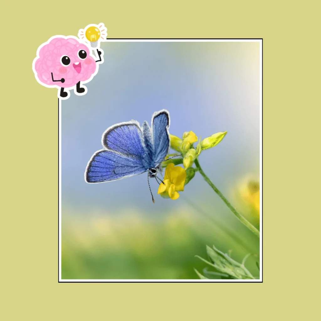 fun facts about Butterflies