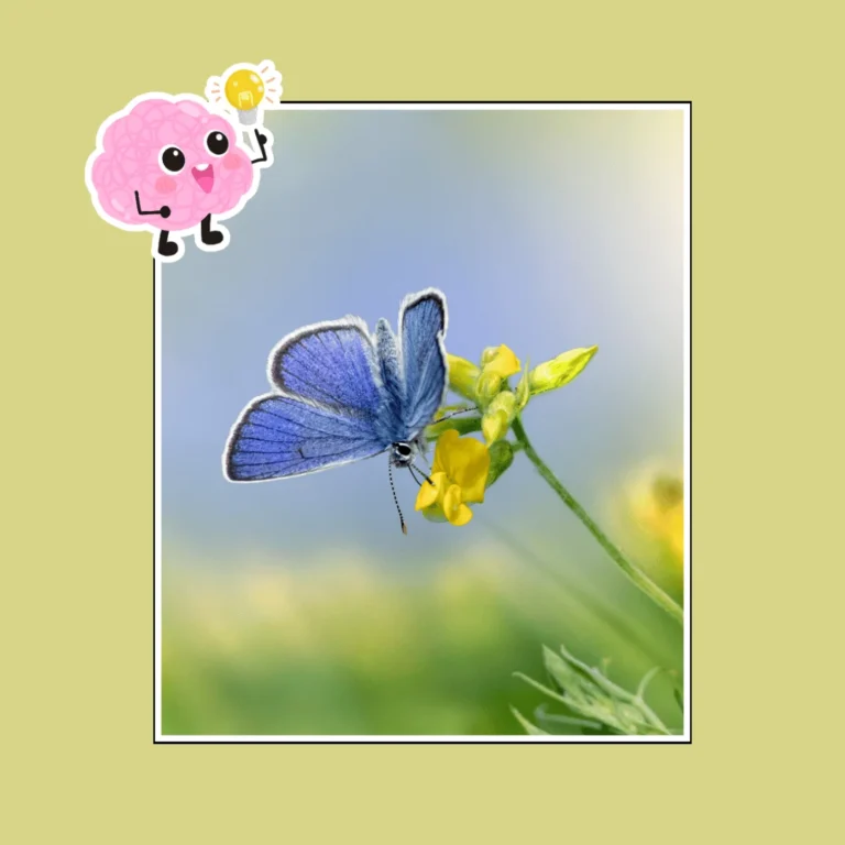 fun facts about Butterflies