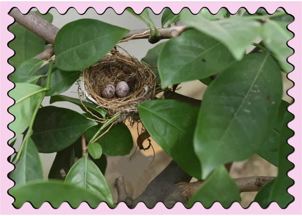 Thee eggs of oriental magpie robin in a nest. bird jokes for kids