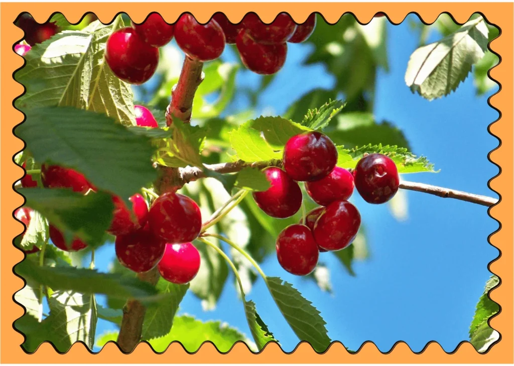 coffee cherries up close. fun facts about coffee