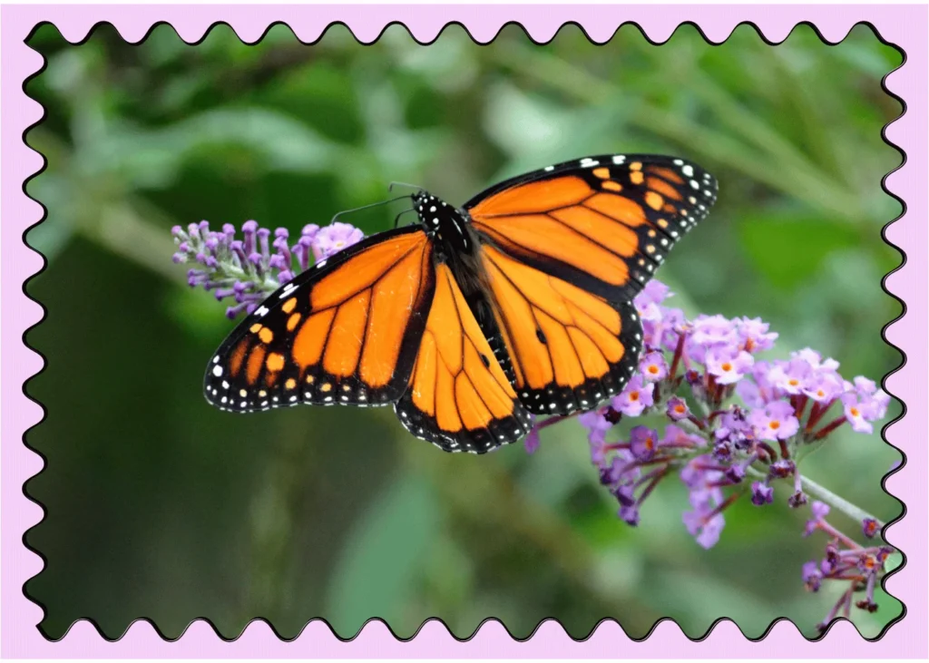 fun facts about butterflies