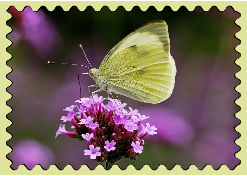 fun facts about butterflies