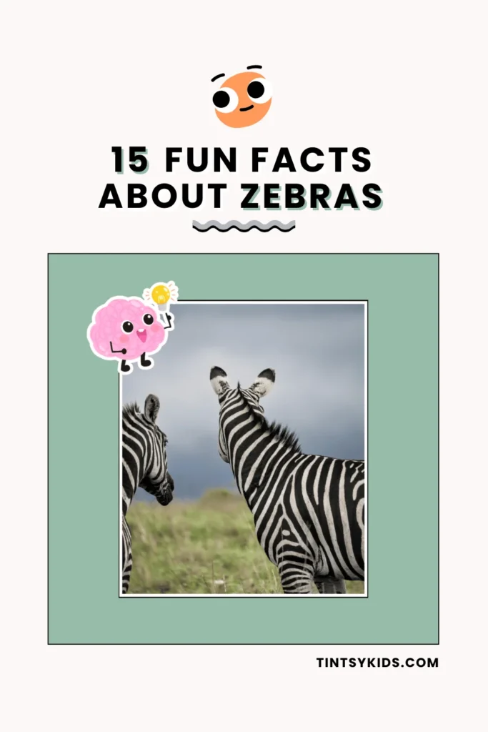 Fun facts about zebras