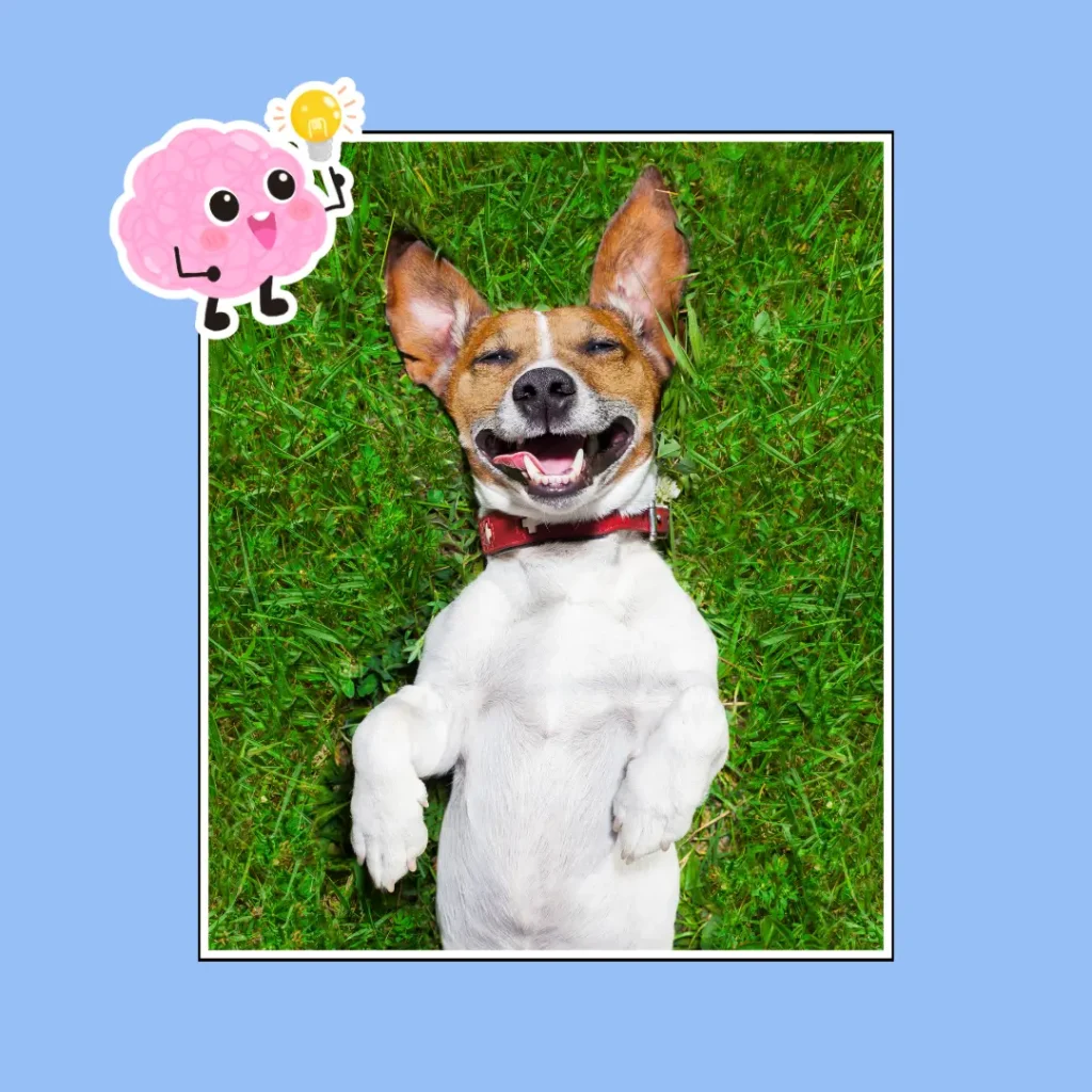 fun facts about dogs