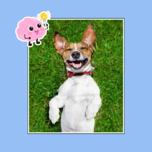 fun facts about dogs