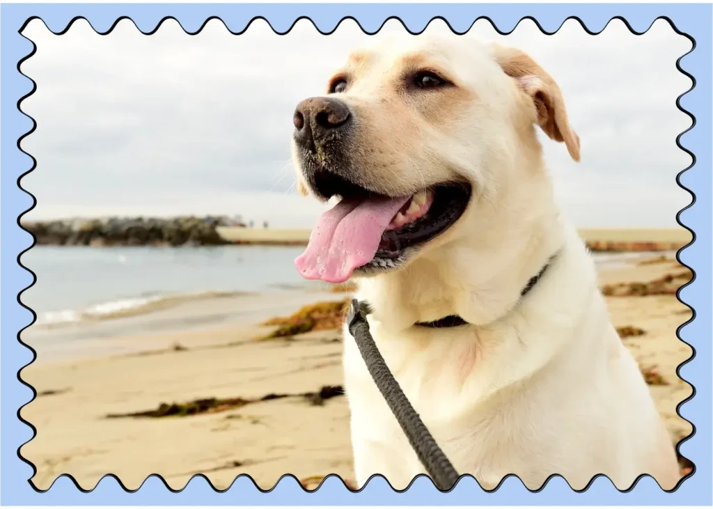 Labrador Retriever. fun facts about dogs
