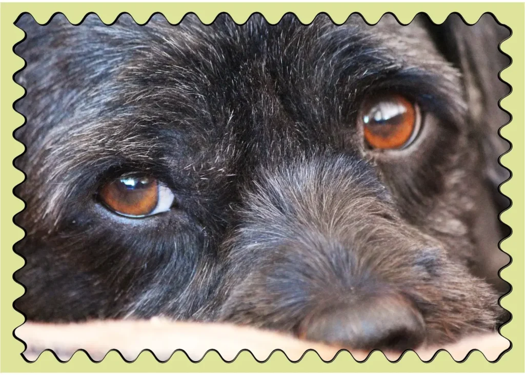 fun facts about dogs for kids