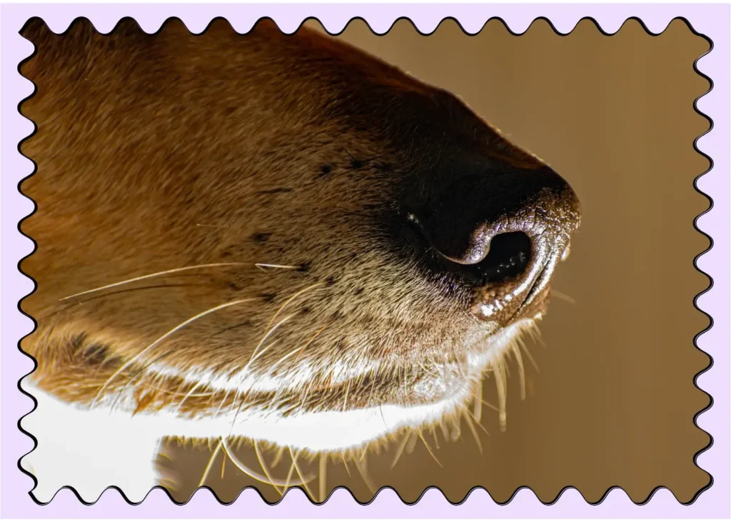 fun facts about dogs. Closeup shot of a dogs nose and whiskers