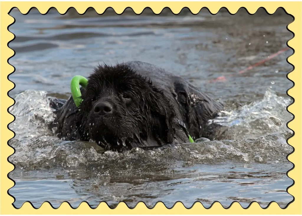 fun facts about dogs. newfoundland dog